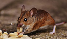 24 Hour & Emergency Exterminators in Tremont, PA